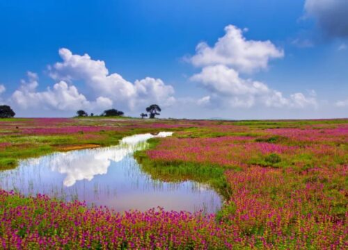 Kaas Plateau with Sajjangad Mumbai