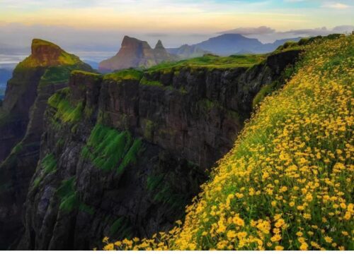 Flowering Special Harishchandragad Trek Mumbai